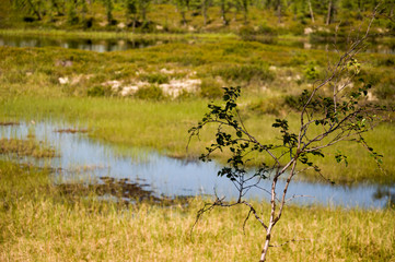 Swamp in the green meadow and forest far away. Marsh, bog,  morass, fen, backwater, mire, slough... Summer