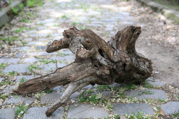 various tree trunks and leaves