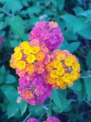 Lantanas