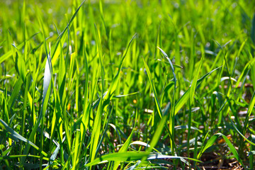 Sunny green grass