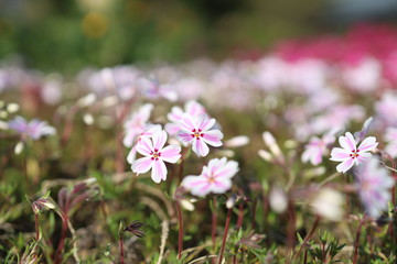 芝桜