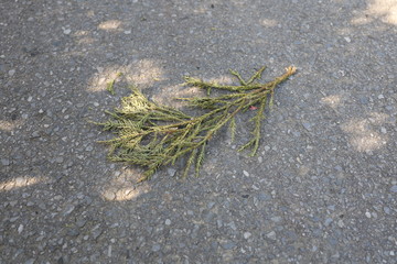 道路に落ちた葉