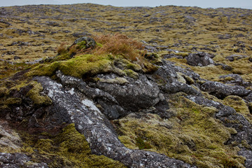 Iceland. lava fields in the moss.