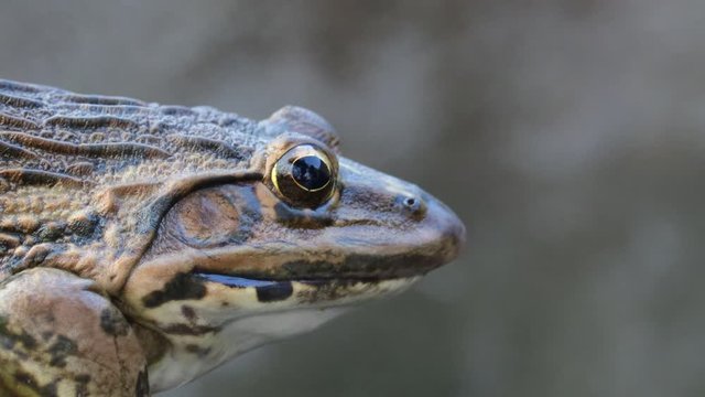 frog portrait