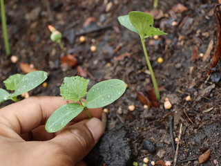 Hand grow vegetables or cucumbers for eating in the household.Small cucumber plants in the garden