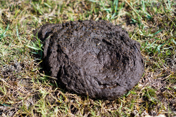 Cow dung is the waste product of bovine animal species