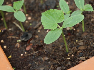 Small cucumber plants in pots.Cucumis sativus .Cucumber seedlings in pots have water droplets on the leaves.
