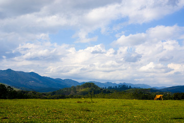 summer landscape with blue sky
