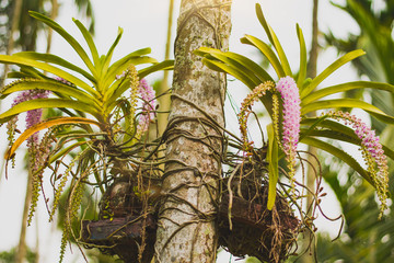indian orchid flowers