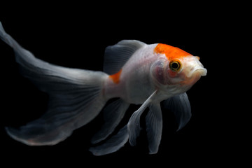 comet tailed goldfish with black background