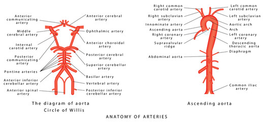 Anatomy of arteries. The diagram of aorta. Internal carotid, Vertebrobasilar systems and circle of Willis. Abdominal Vascular Anatomy. Abdominal Vasculature. Structure of the Aorta and its branches - obrazy, fototapety, plakaty