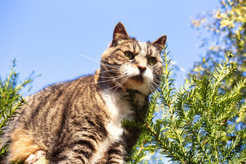 Cute furry cat walks over fence in the blue sky in springtime with green trees on the background