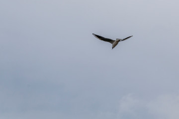 Seagull flies with a blue sky