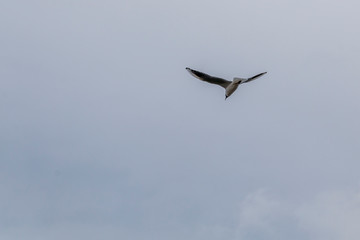 Fototapeta na wymiar Seagull flies with a blue sky