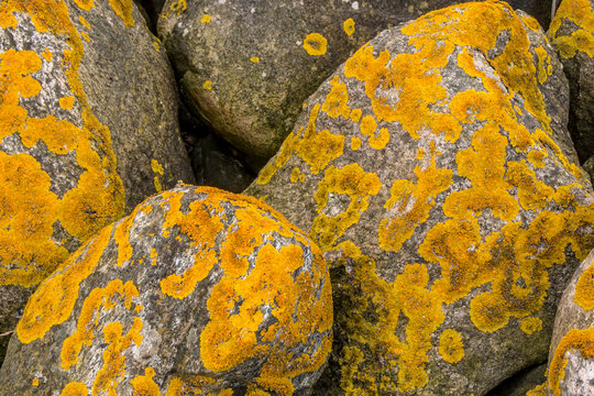 Some stones with yellow algae on.