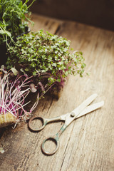 fresh herbs micro greens 