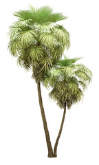 california palm tree isolated on white background
