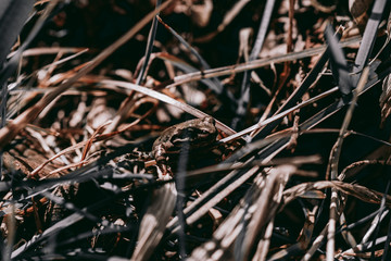 Żaba © Exploder