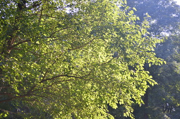 green moss on the stone