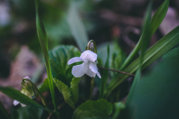 Białe fiołki © Exploder