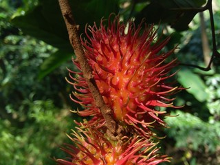 Naklejka na ściany i meble Rambutan (Nephelium lappaceum) with natural background. Rambutan is the exotic fruit fruit from indonesia. Juicy and sweet.