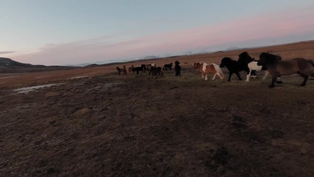 Beautiful Wild Horses Grazing The Brown Landscape Of Iceland - Aerial