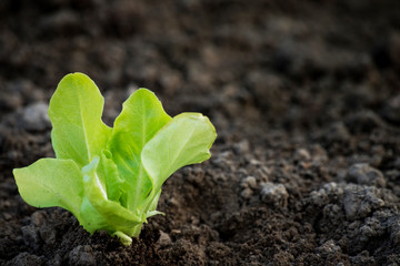 Lettuce seedling planted in the garden