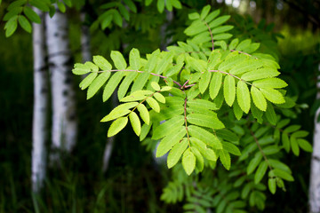 young green rowan branch. spring background. nature, forest