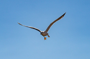 A seagull flying down fast