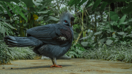 Bird is posing in the park