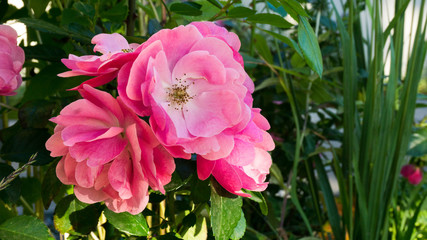 Fototapeta premium pink flowers in a garden