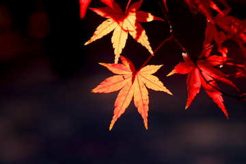 秋の風景、紅葉