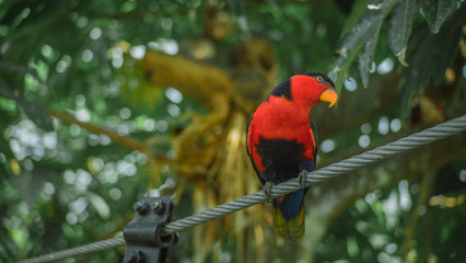 Bird is posing in the park