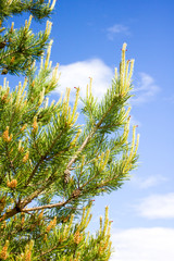of a pine branch close-up against a blue sky,
young shoots of pine, pine tree