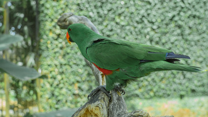 Bird is posing in the park