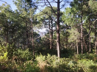 trees in the forest