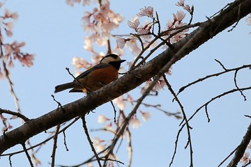 樹上のヤマガラ