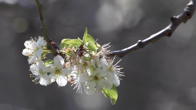Primavera in fiore video 4K HDR 