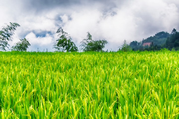 Yunhe china cloud rice terraces and bamboo tree landscape