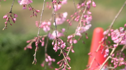 兵庫県小野市でお花見