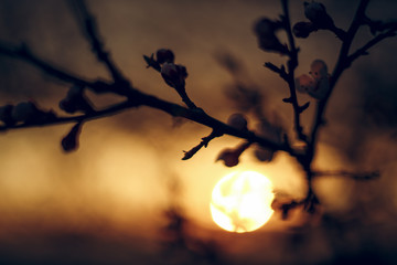 Blooming apricot tree on sunset background