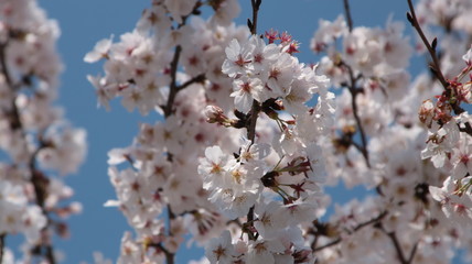 兵庫県小野市でお花見