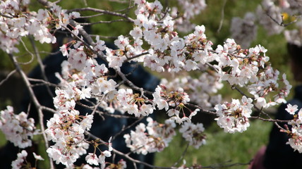 兵庫県小野市でお花見
