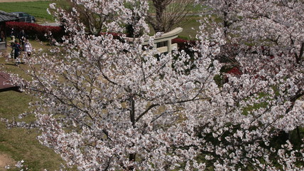 兵庫県小野市でお花見