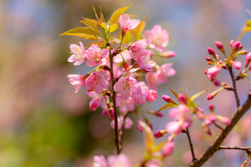 Branch of Prunus Kanzan cherry. Pink double flowers and green leaves in the blue sky background, close up. Prunus serrulata, flowering tree, called as Kwanzan, Sekiyama cherry, Japanese cherry, Sakura