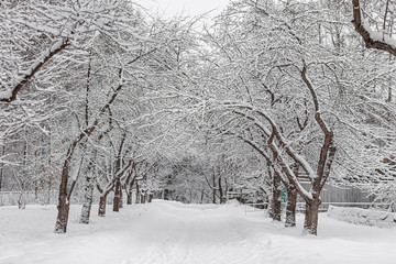 A white snow path among trees with snow is in the park in winter