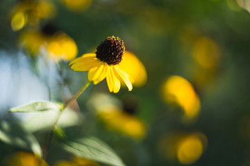 Blooming heliopsis on a blurred background