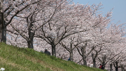 兵庫県小野市でお花見