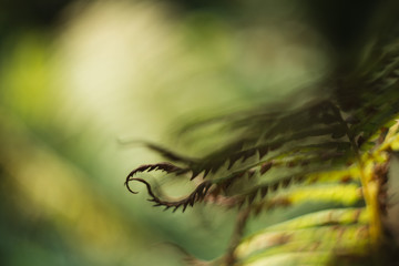 Dried fern leaves on blurred background