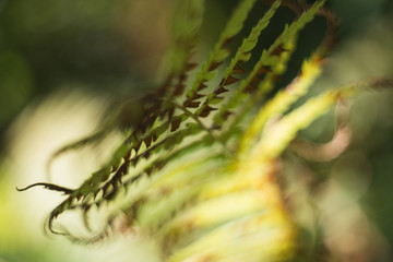 Dried fern leaves on blurred background
